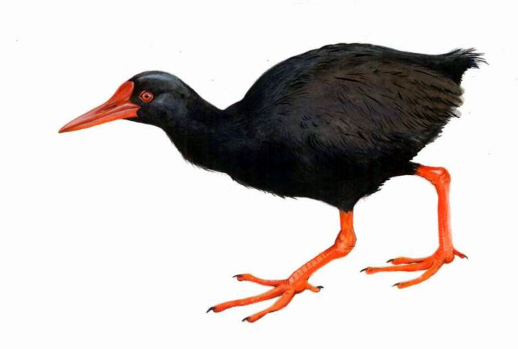 Mandar gendang yang tergabung dalam suku Ralidae ini, di Indonesia hanya ada 32 jenis. Burung ini dijuluki burung misterius karena sulit dilihat dan hanya ada di Halmahera. Foto: Rahmadi Rahmad/Ilustrasi: Paulo Alves