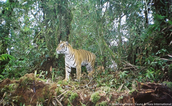 Asian tiger of the rainforest