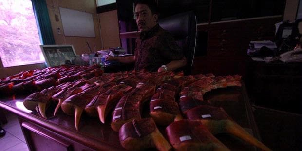 Burung Enggang Masih Dibantai