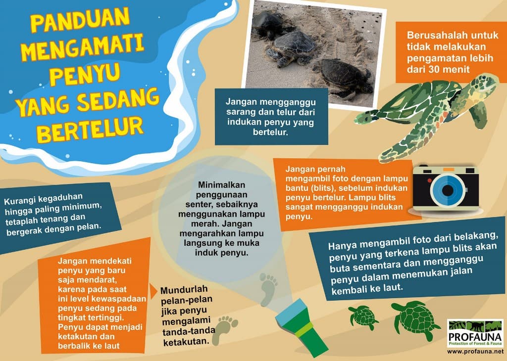 Panduan Pengamatan Penyu - Thumbnail 1