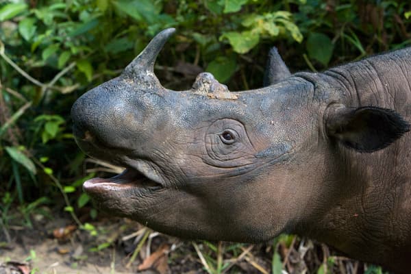 Kepastian Masa Depan Dua Spesies Badak di Indonesia Harus Ada