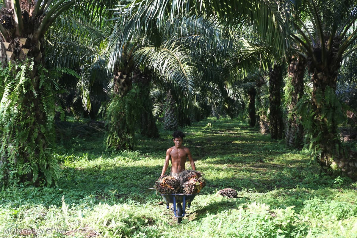Fenomena Munculnya Ular di Perkebunan Sawit