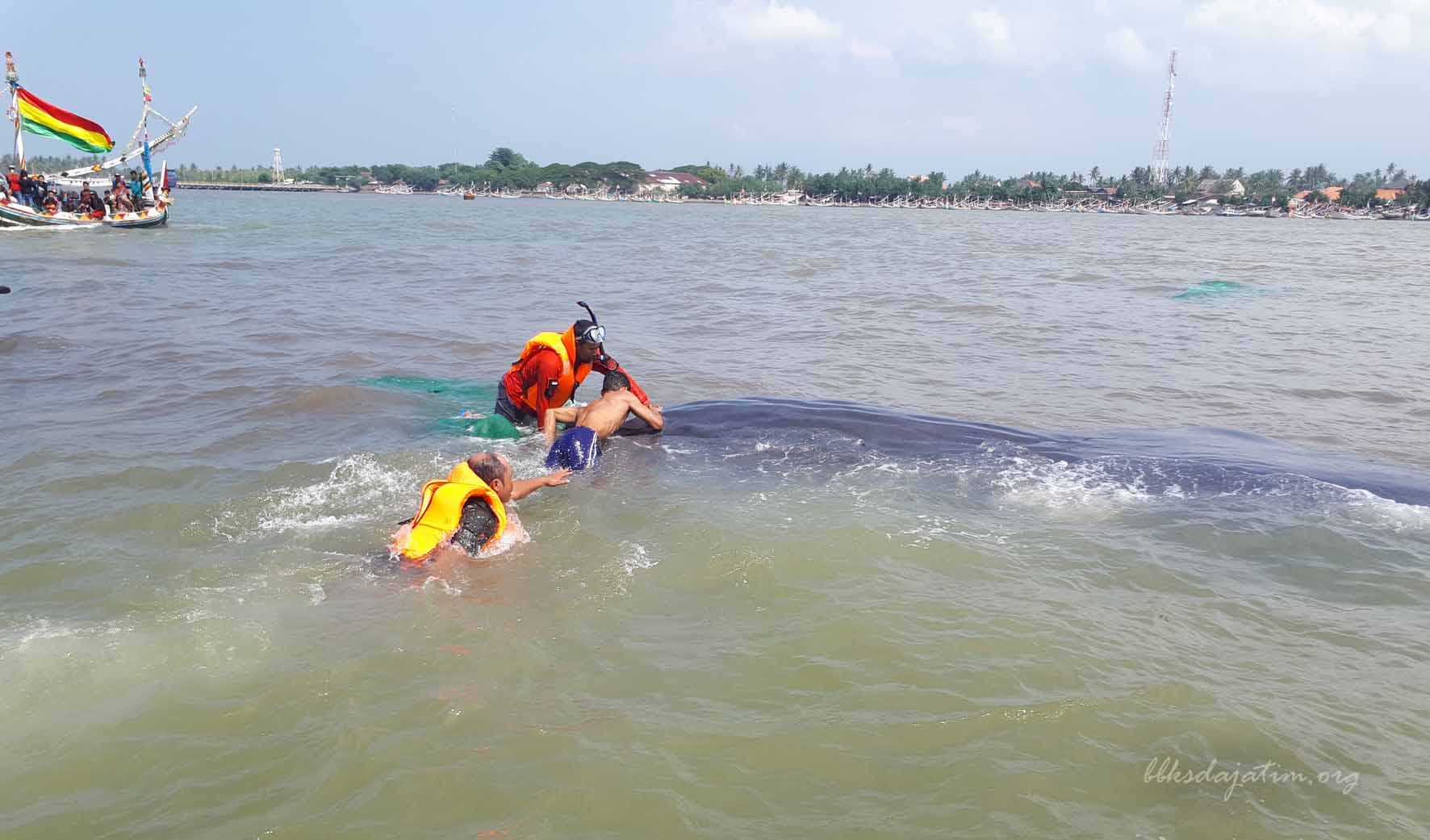 BBKSDA Jatim Berhasil Evakuasi Paus Sperma Di Perairan Situbondo