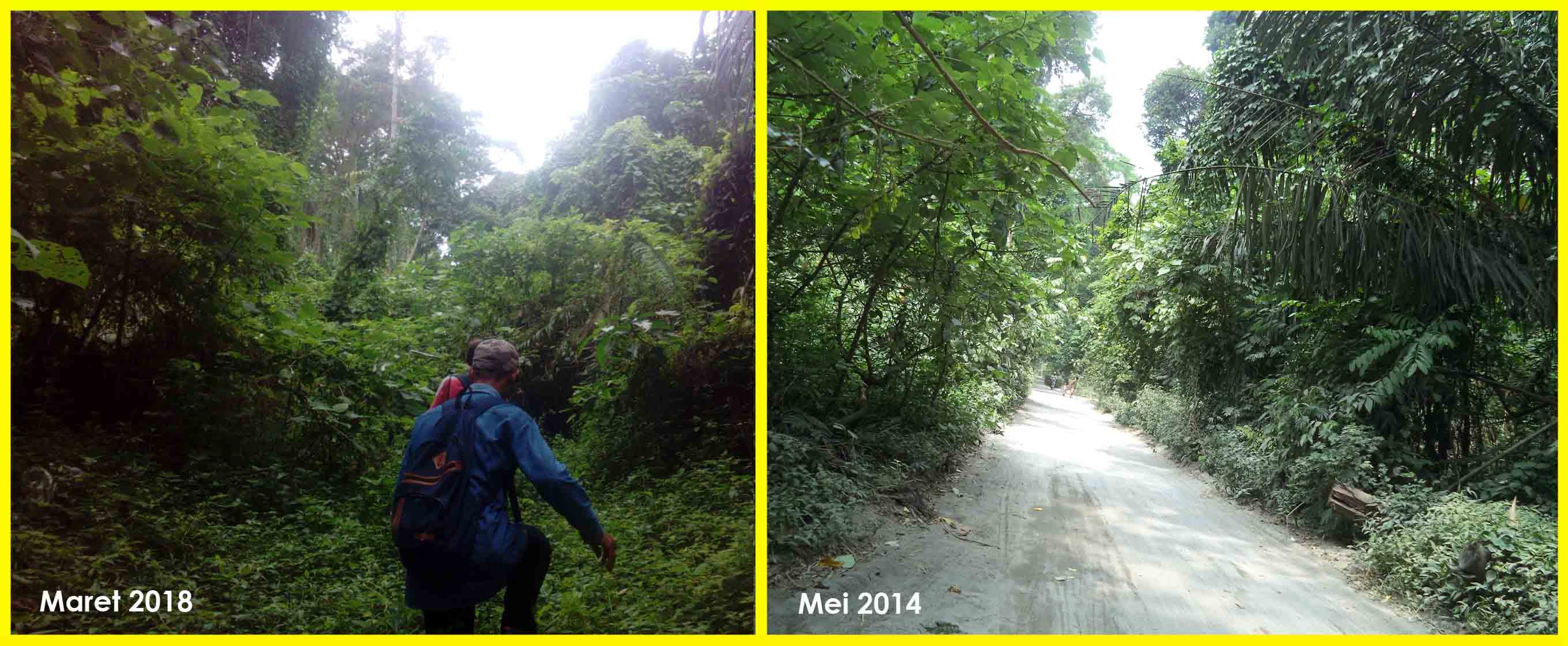 Keren ... Di Manggis Jalan Aspal Bisa Jadi Hutan - Thumbnail 1