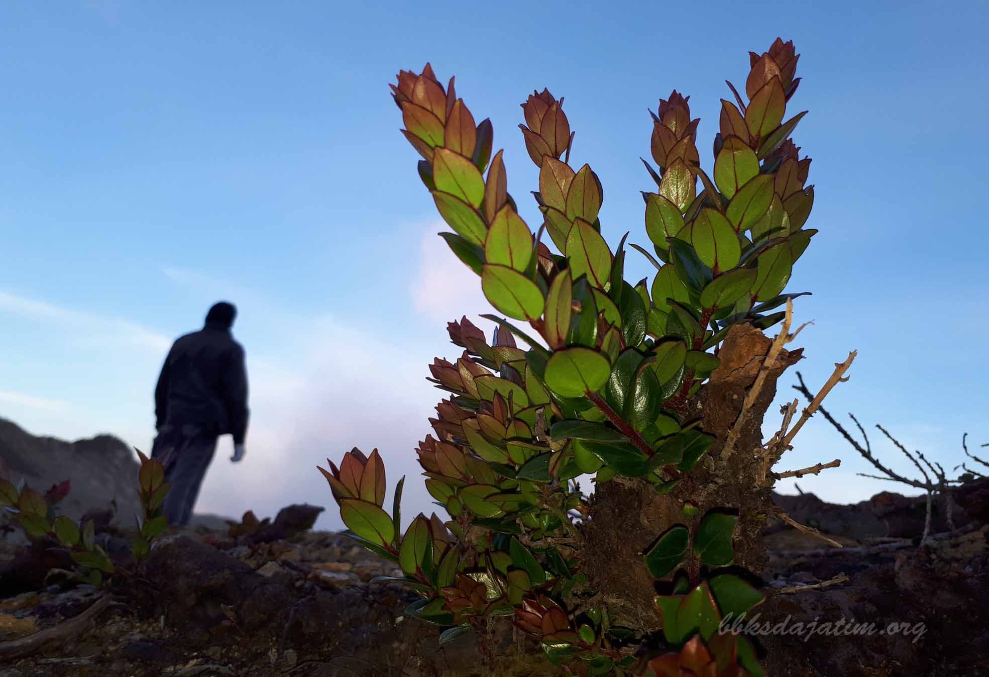 Cantigi Cantik Dari Kawah Ijen
