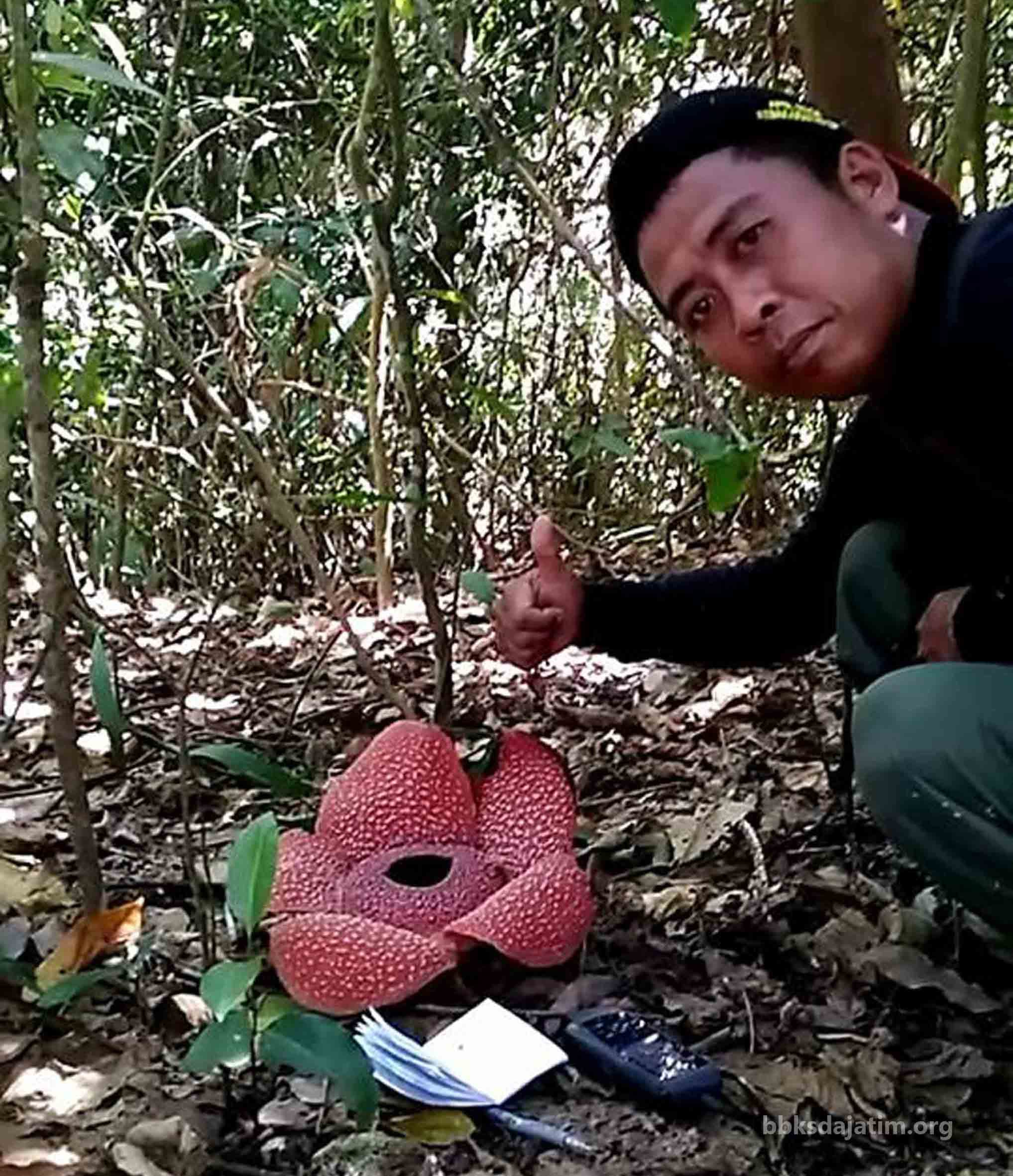 Bunga Rafflesia Ternyata Masih Ada Di Puger!