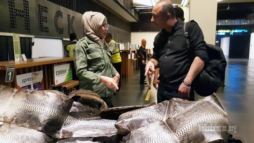 Lagi, Upaya Penyelundupan Satwa Liar Digagalkan Di Bandara Internasional Banyuwangi