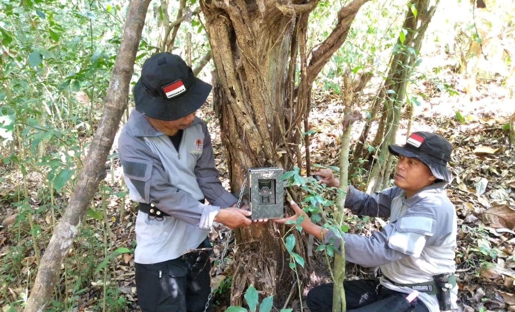 Buru Macan Di Sempu, Petugas Pasang Camera Trap
