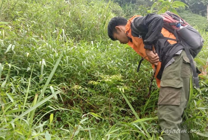 Musim Hujan, Petugas Sulam Tanaman Pemulihan Ekosistem di Picis - Sigogor