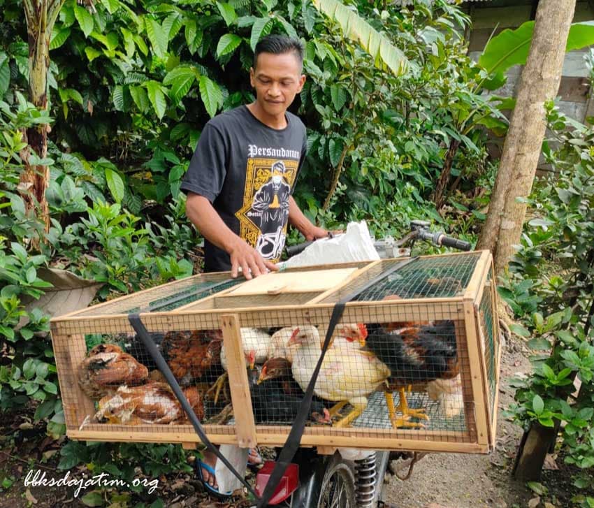 Ramai - Ramai Bantu Peternak Ayam Joper Terdampak Covid