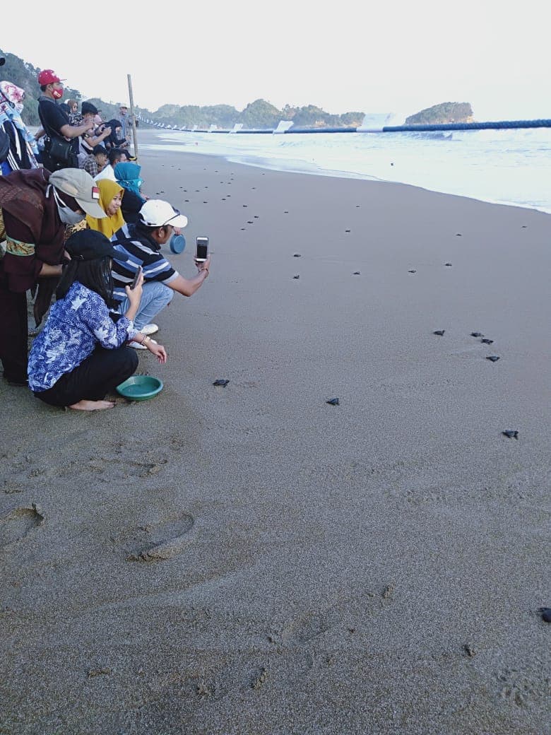 Ribuan Tukik Kembali Berenang di Beberapa Pantai Wilayah Malang Selatan