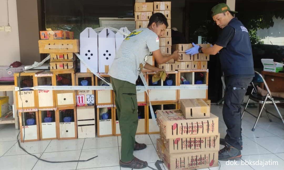 Penyelundupan Ratusan Burung Berhasil Digagalkan - Thumbnail 1