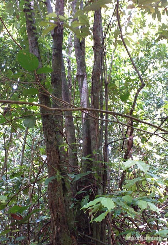 Summer Camp 2023 Ungkap Pala Hutan Ada di Gunung Picis, Jawa Timur - Thumbnail 1