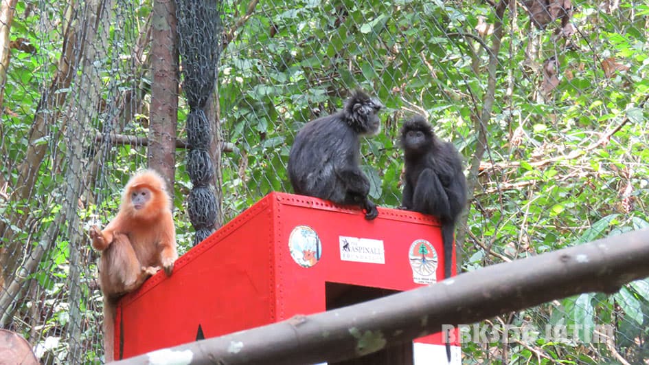 Pelepasliaran Lutung Jawa Kembali ke Habitat Alaminya