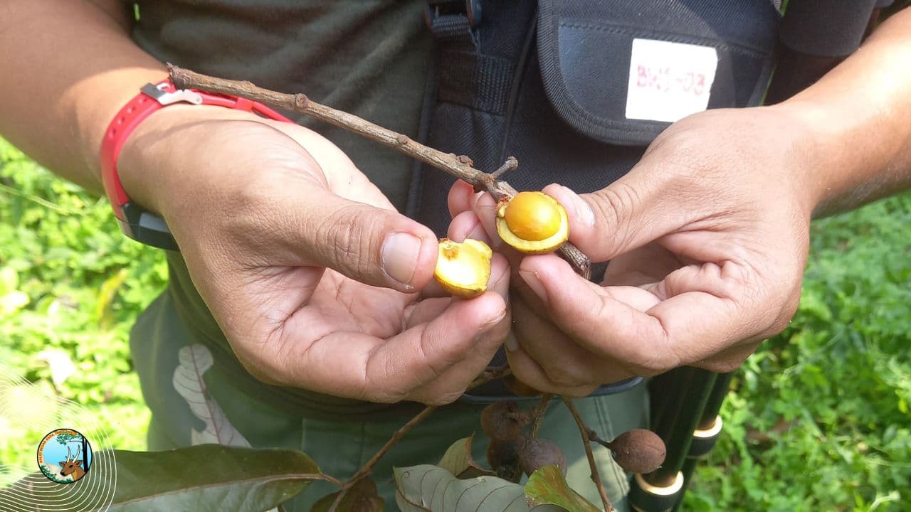 Patroli di Manggis, Bersua Buah Berdarah
