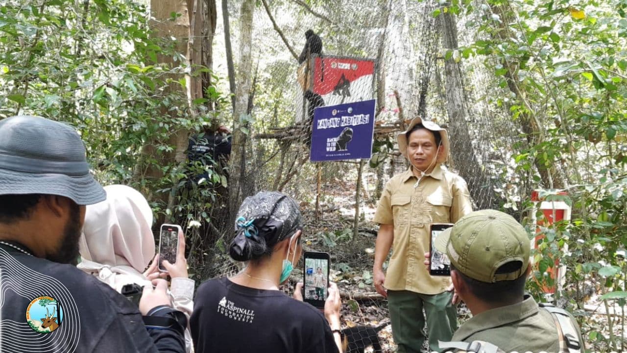 5 Lutung Dilepasliarkan, Begini Ceritanya - Thumbnail 1