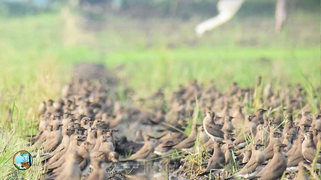 Menyambut Kunjungan Terik Asia
