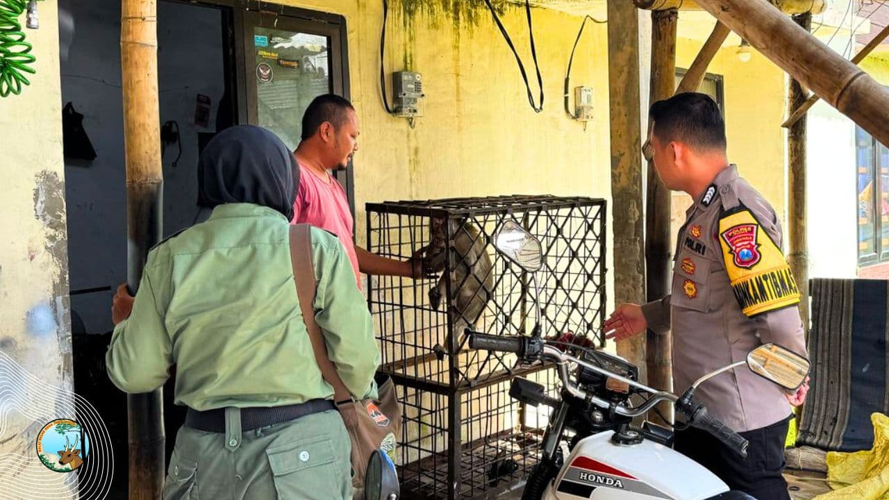 Terpenjara Sepuluh Tahun, Monyet Ekor Panjang di Jember Terjebak Antara Naluri Liar dan Ketergantungan