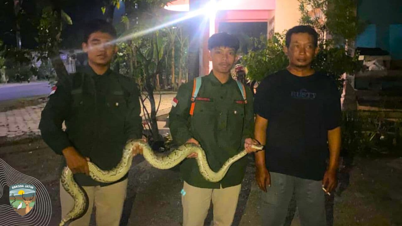 Dunia maya bekerja, Bersama Mitra selamatkan Sanca Bodo