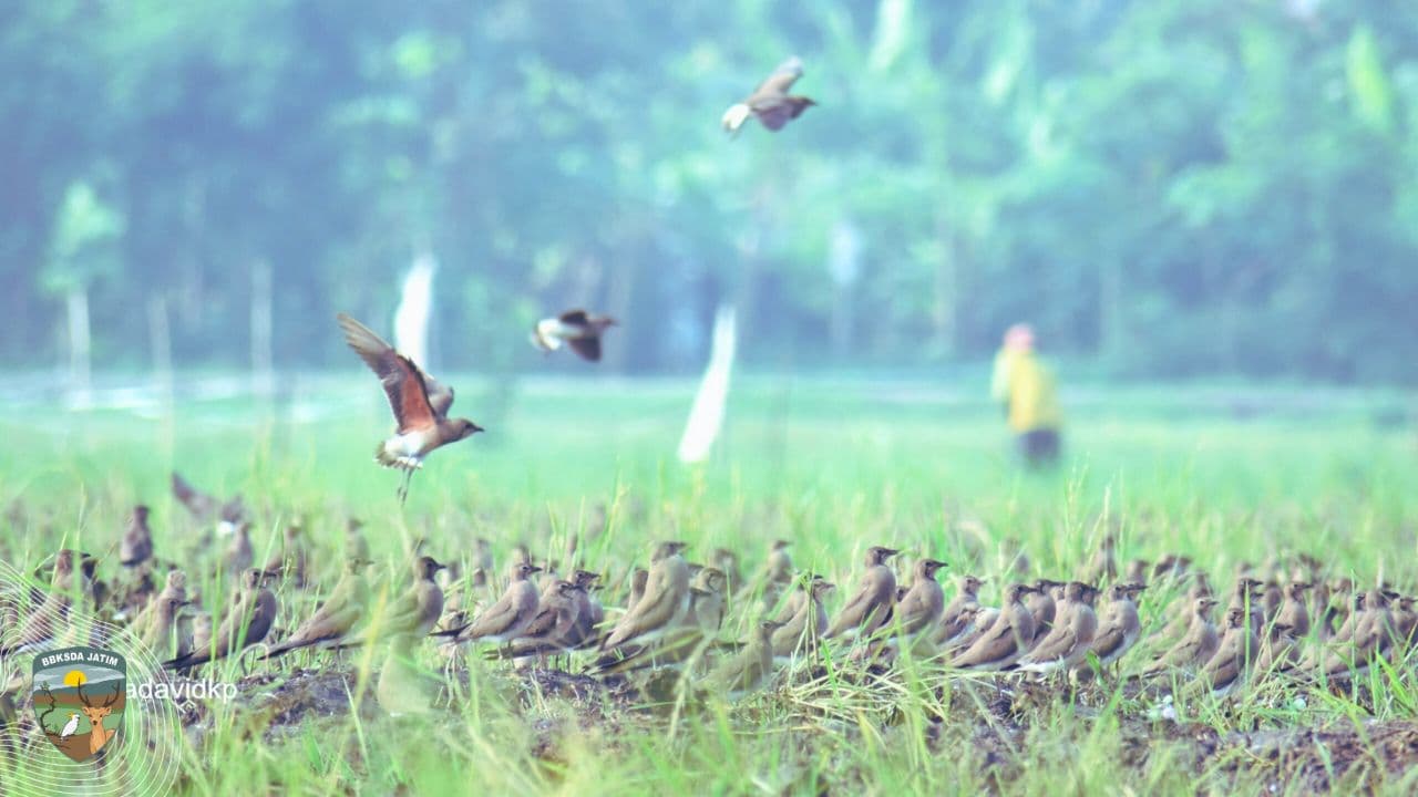 Hari Burung Migran Sedunia