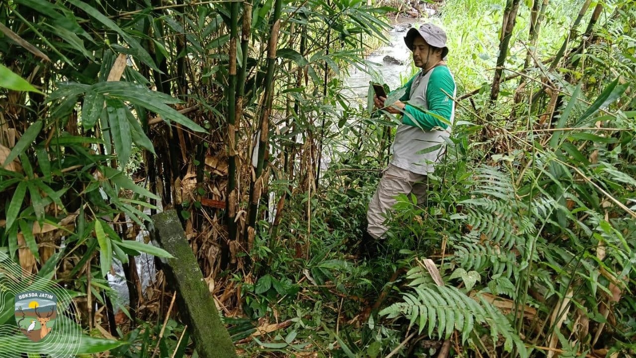 Jejak Rimba dari Songgon