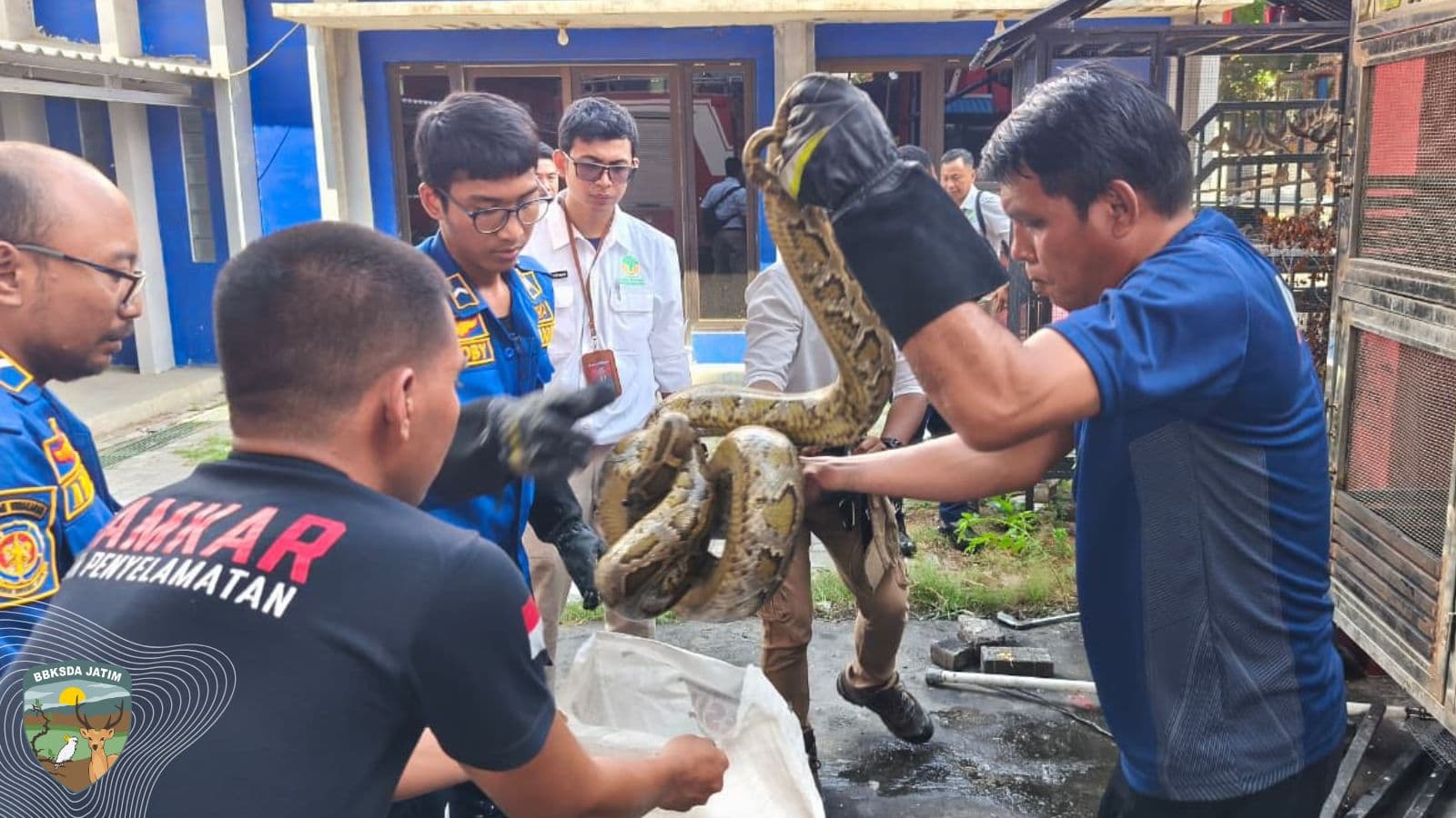 13 Satwa Liar Diselamatkan, Dari Halaman Rumah Hingga Rumah Sakit