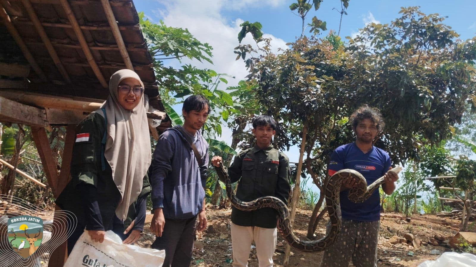 Warga Panik! Sanca 2,5 Meter Dievakuasi BBKSDA Jatim
