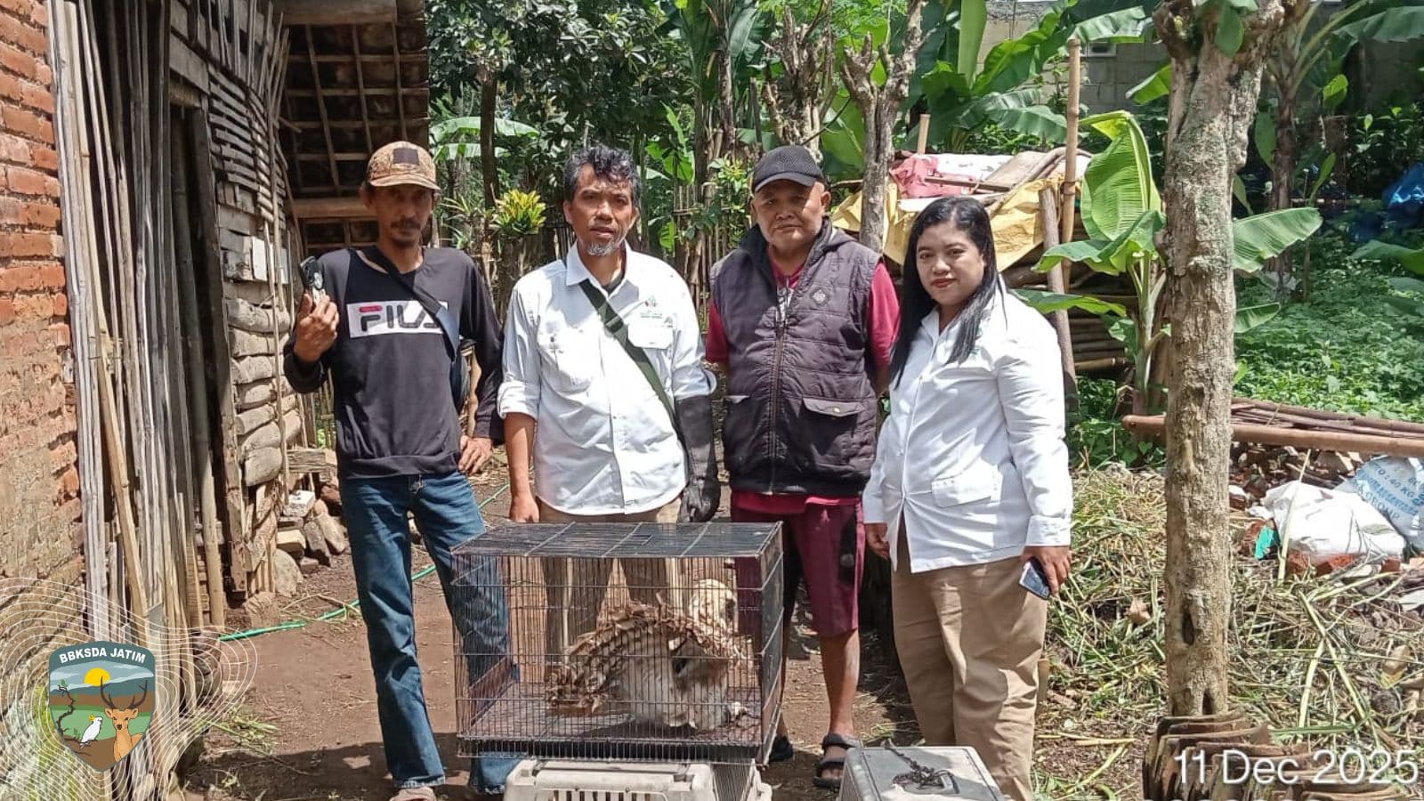 Sempat Mencengkeram Petugas, Tiga Elang Berhasil Dievakuasi