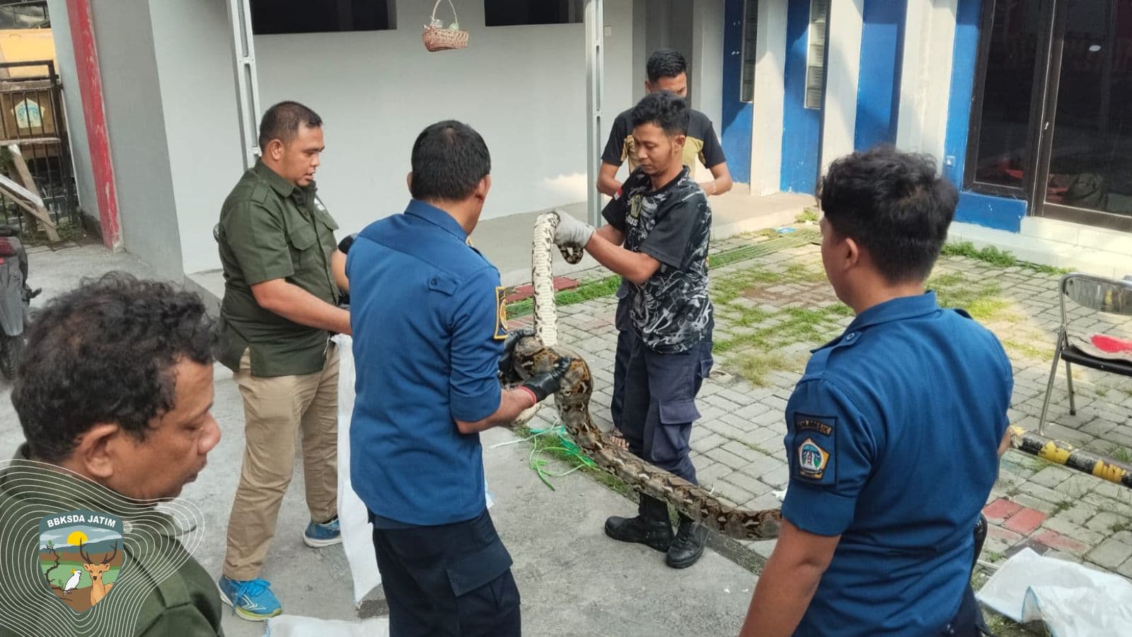Ular Bermunculan, MATAWALI–Damkarla Selamatkan Belasan Satwa Liar