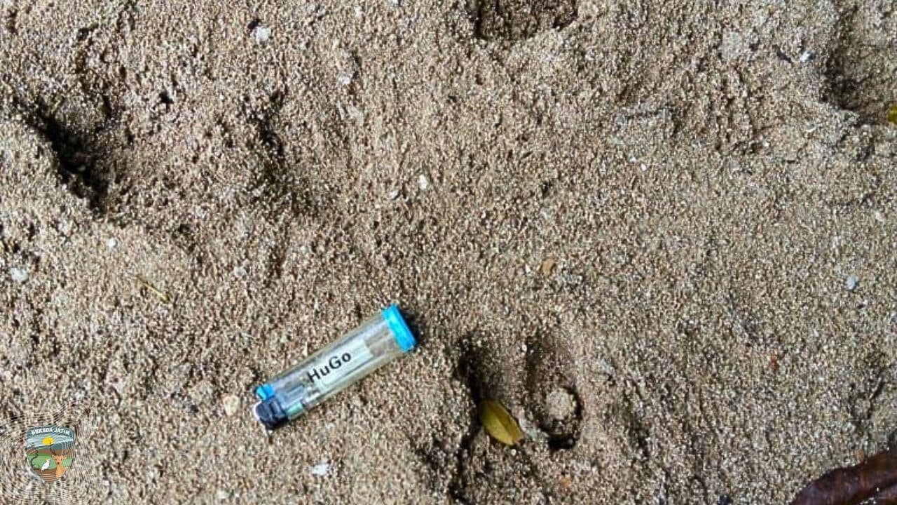 Malaka Tumbang, Jejak Rusa Terpantau di Saobi