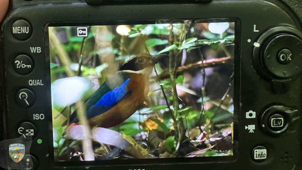 Tertangkap Kamera Jebak, Burung Migran Langka Singgah di Cagar Alam Manggis Gadungan