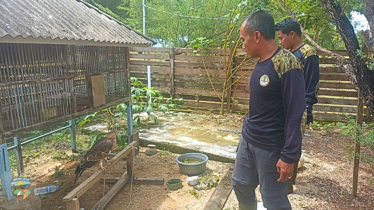 Terungkap dari Video Media Sosial, Tim Matawali Bawean Selamatkan Sikep Madu Asia