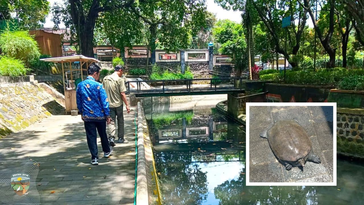 Jejak Konservasi Di Tawun Ngawi, Bulus Yang Dijaga Tradisi Warga