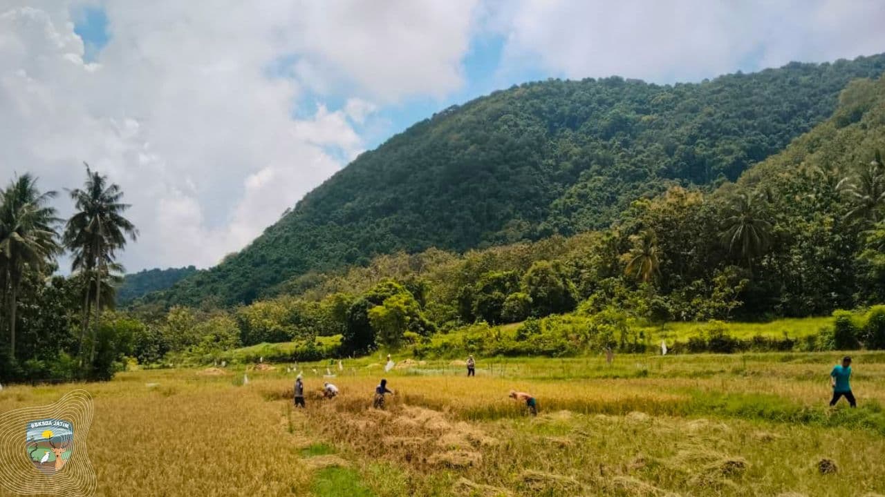 Tiga Malam, Delapan Babi, Dan Tiga Petak Sawah Gagal Panen