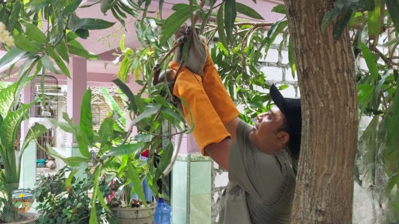 Antara Insting dan Ketakutan, Saat Monyet Ekor Panjang Masuk Kampung Warga Gresik