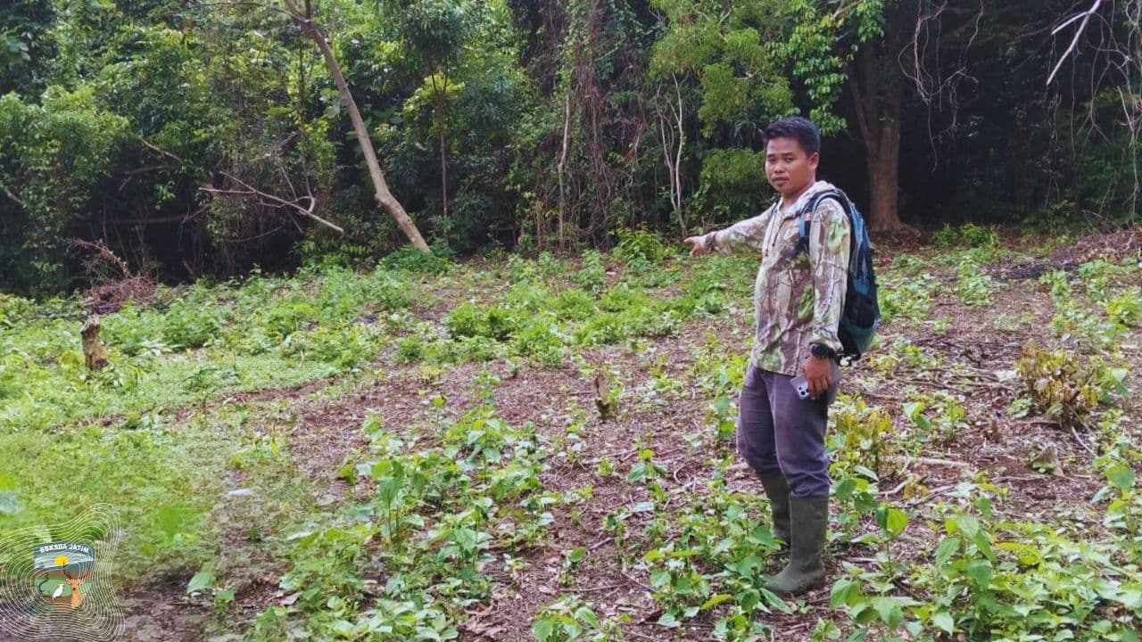 Sunyi Yang Terusik, Patroli Jumpai Luka Baru Di Habitat Rusa Bawean