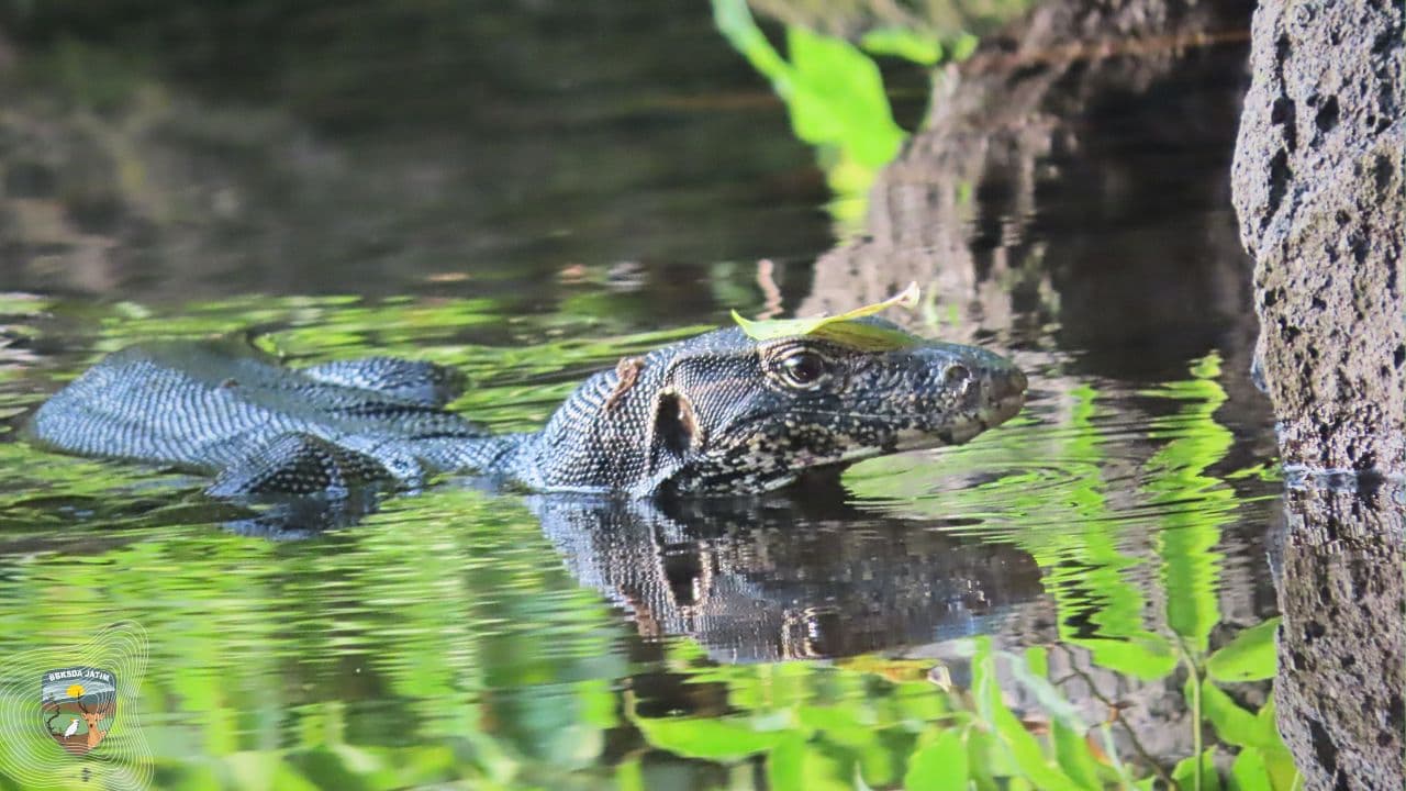 Dari Sungai Keruh Hingga Pekarangan Kota, Peran Diam-Diam Biawak Air Penjaga Ekosistem