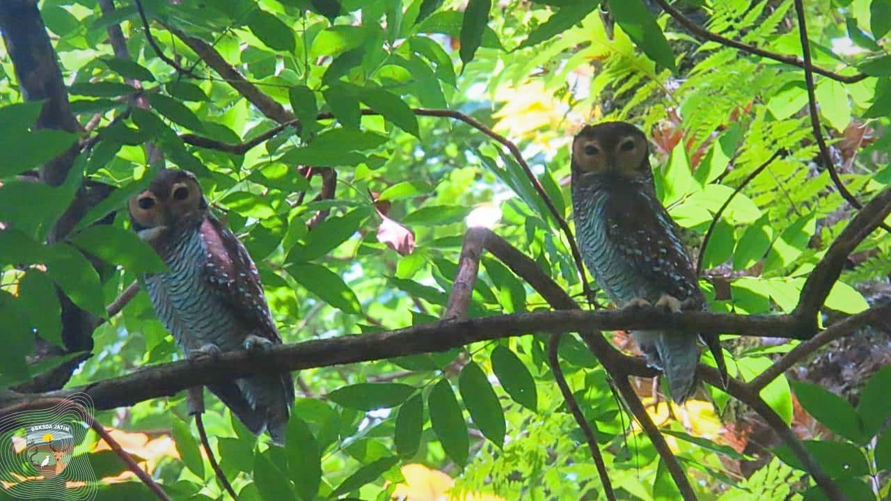 Saat Penjaga Malam Menyapa Siang, Kisah dari Hutan Bawean yang Mengundang Kita untuk Peduli