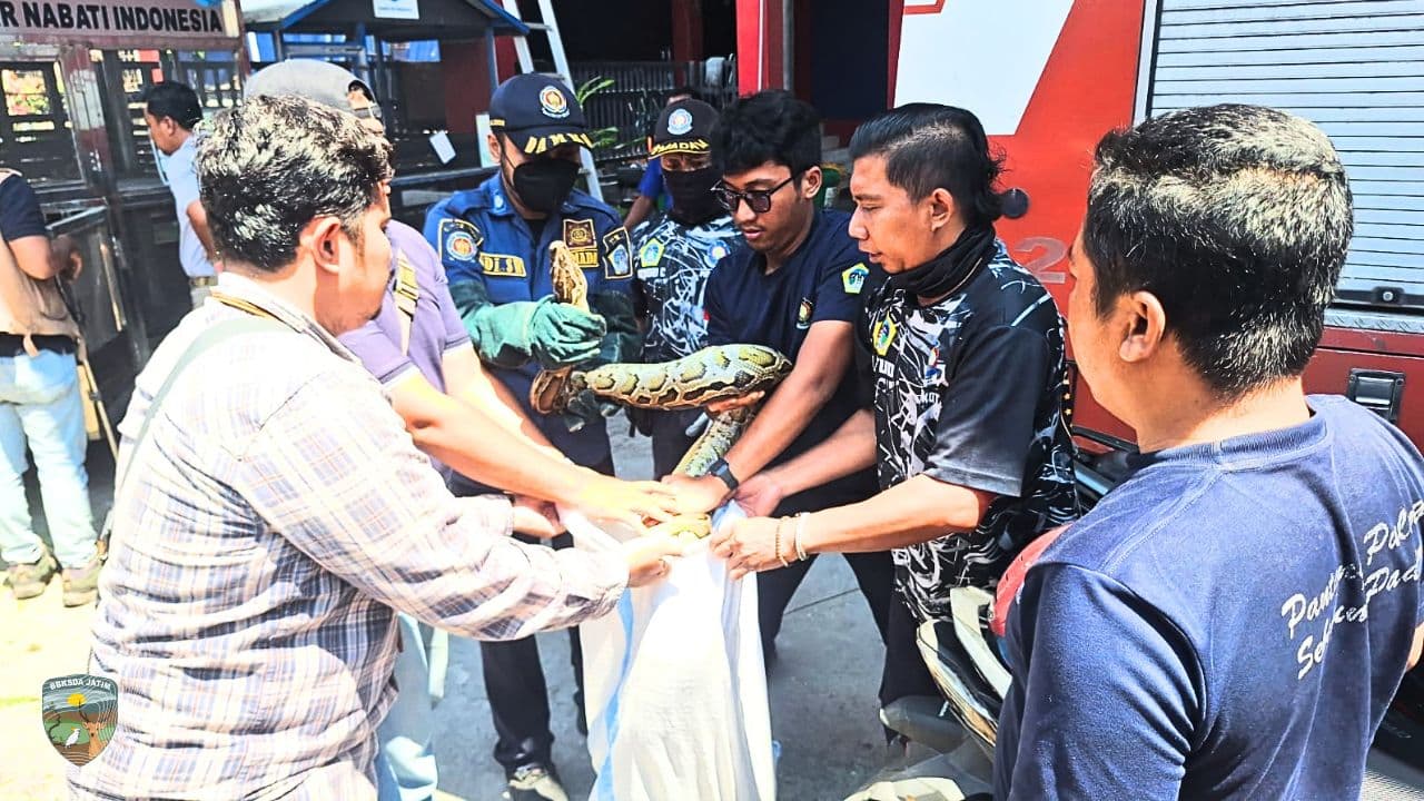 Piton Afrika di Gresik, Jejak Satwa Eksotis yang Mengungkap Ancaman Tak Terlihat