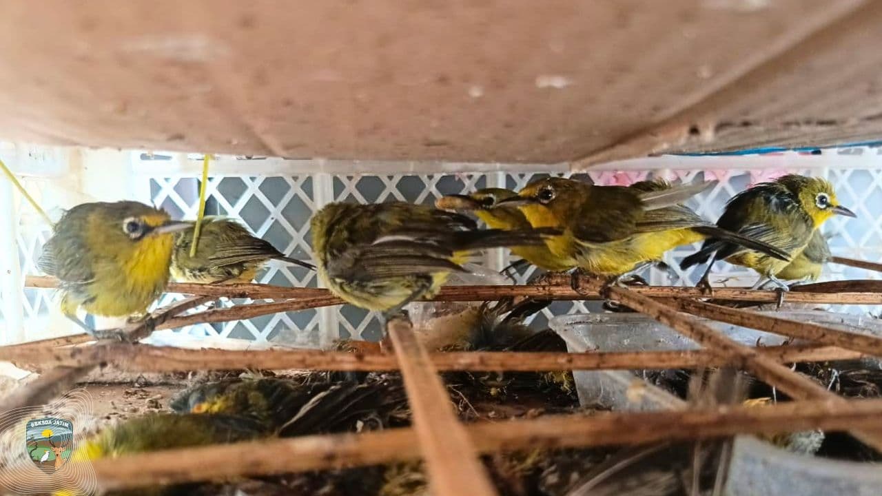 Burung Dikemas Seperti Barang, 149 ekor Diselamatkan, Puluhan Tak Tertolong