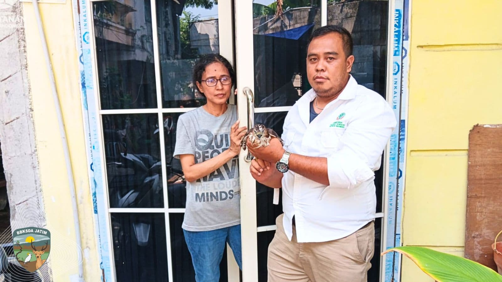 Menabrak Jendela! Sebuah Drama Penyelamatan Elang Alap Jambul di Sudut Surabaya