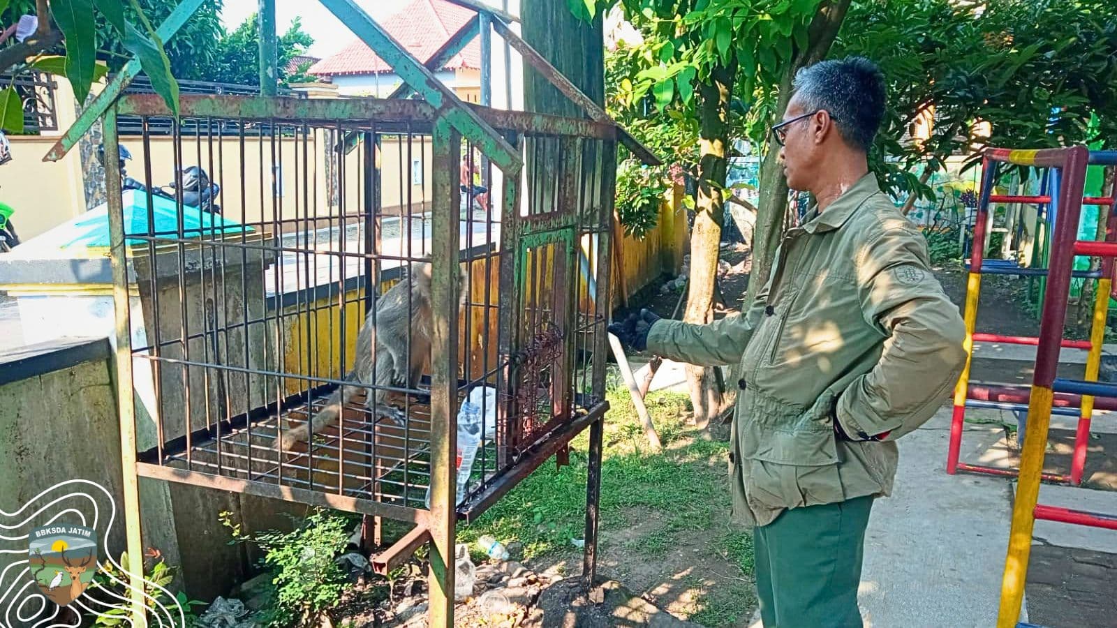 Monyet Di Taman Kanak-Kanak, Akhirnya Dievakuasi Tim Matawali