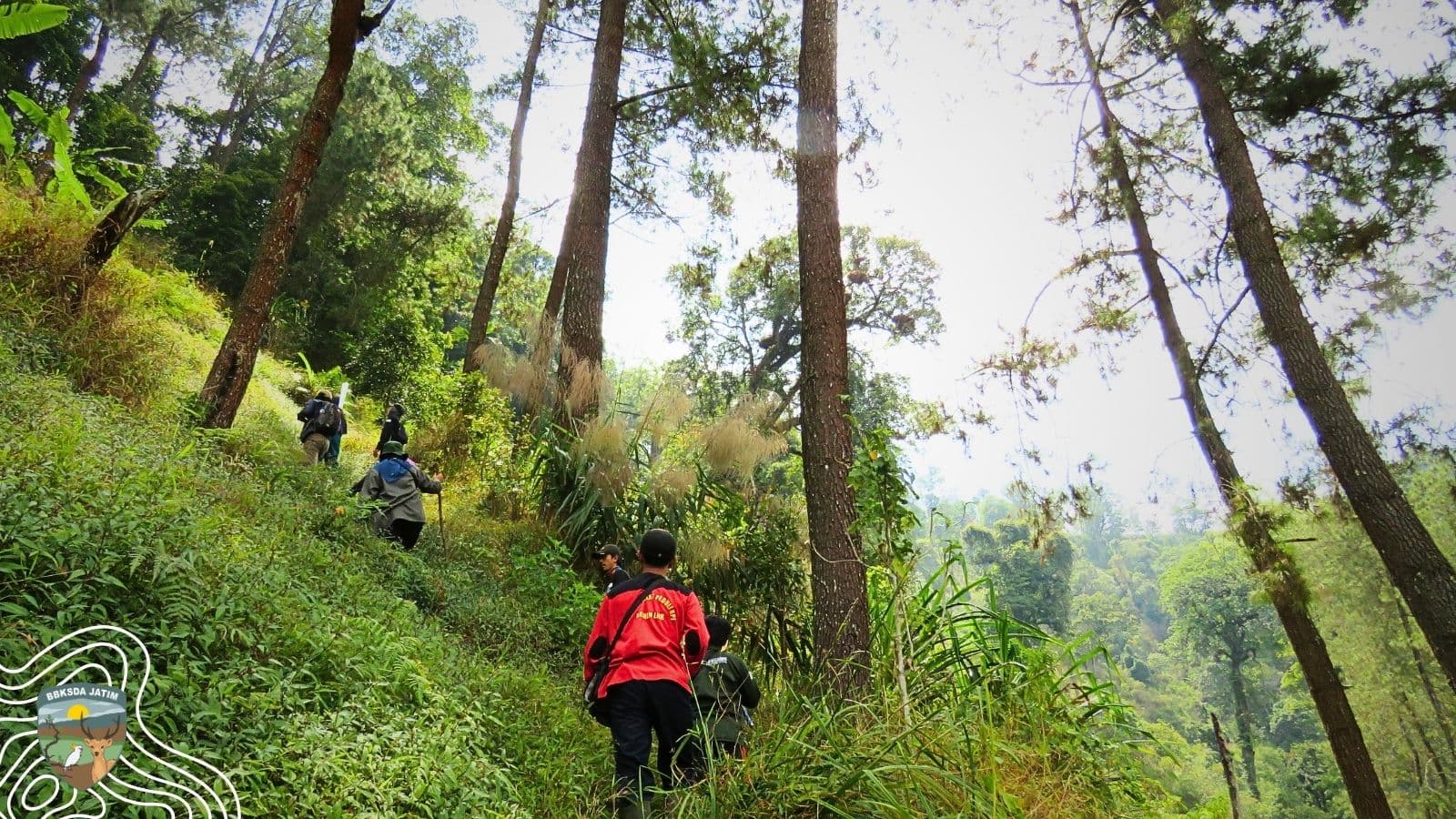 Jejak Kijang, Sarang Landak, dan Ancaman Tak Terlihat di Jantung Hutan Gunung Picis