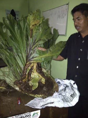 Peredaran TSL Ilegal Berhasil Digagalkan
