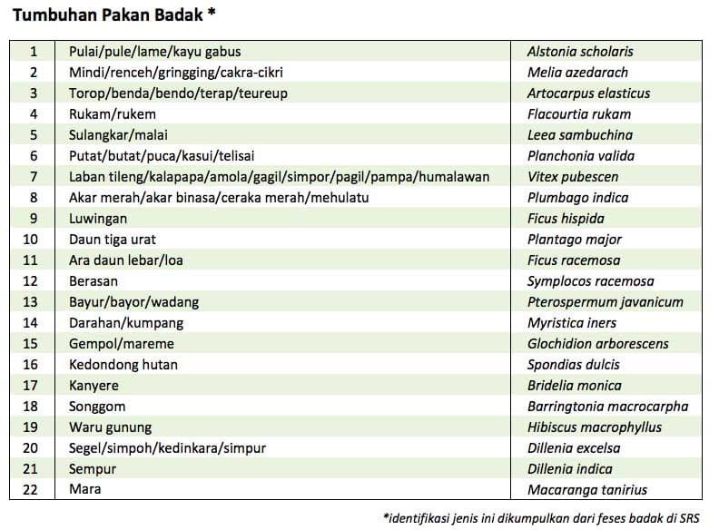 Menanam Pakan Badak, Agar Badak Sumatera Tetap Lestari