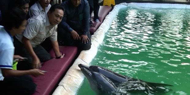 Menhut: Kita Bukan Bangsa Penyiksa Lumba-Lumba