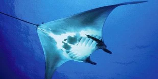 Hiu-Manta Raja Ampat Dilindungi