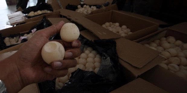 Digagalkan, Penyelundupan 3.900 Telur Penyu ke Malaysia