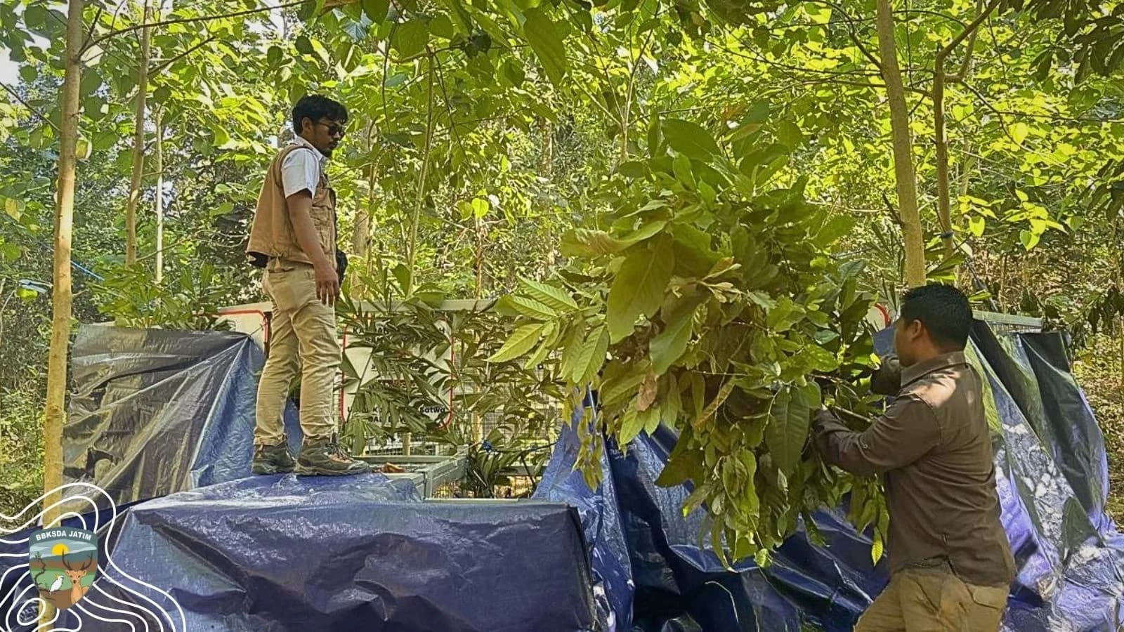 Konflik Babi Kutil Bawean, BBKSDA Jatim Jaga Areal Kandang Jebak Tetap Kondusif
