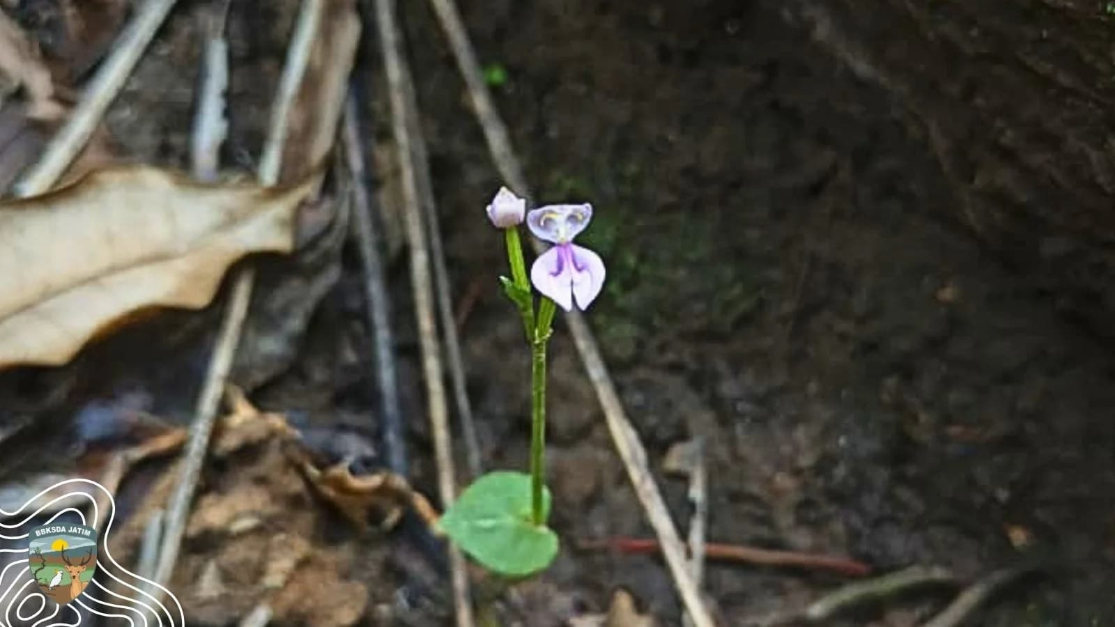 Kenapa Anggrek di Hutan Jarang Terlihat? Ini Penjelasan Sederhananya!